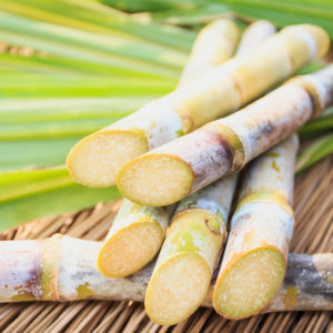 Fresh sugar cane